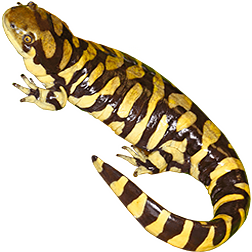 Barred Tiger